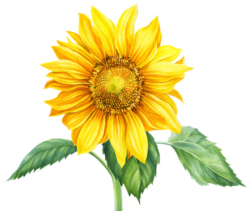 شاخه گل آفتابگردان